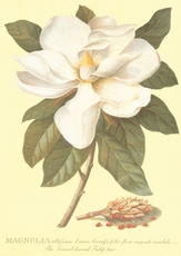 A3 Voorbeeldplaat Magnolia 